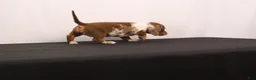Dachshund dogs for sale: Polly - Ad 4
