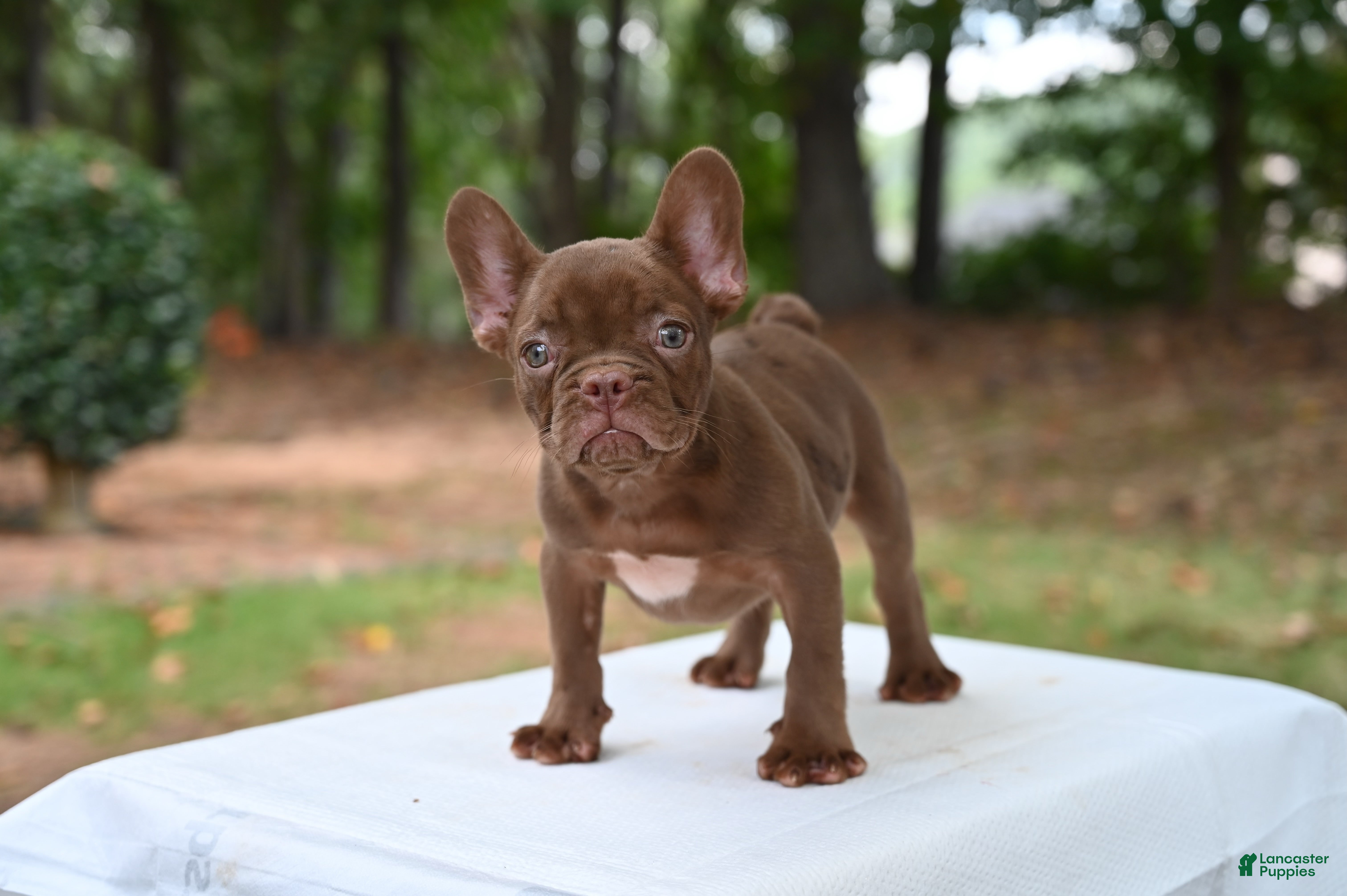 French Bulldog dogs Golden kid - Ad 2