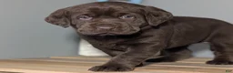 Labrador Retriever dogs for sale: Callie - Ad 3