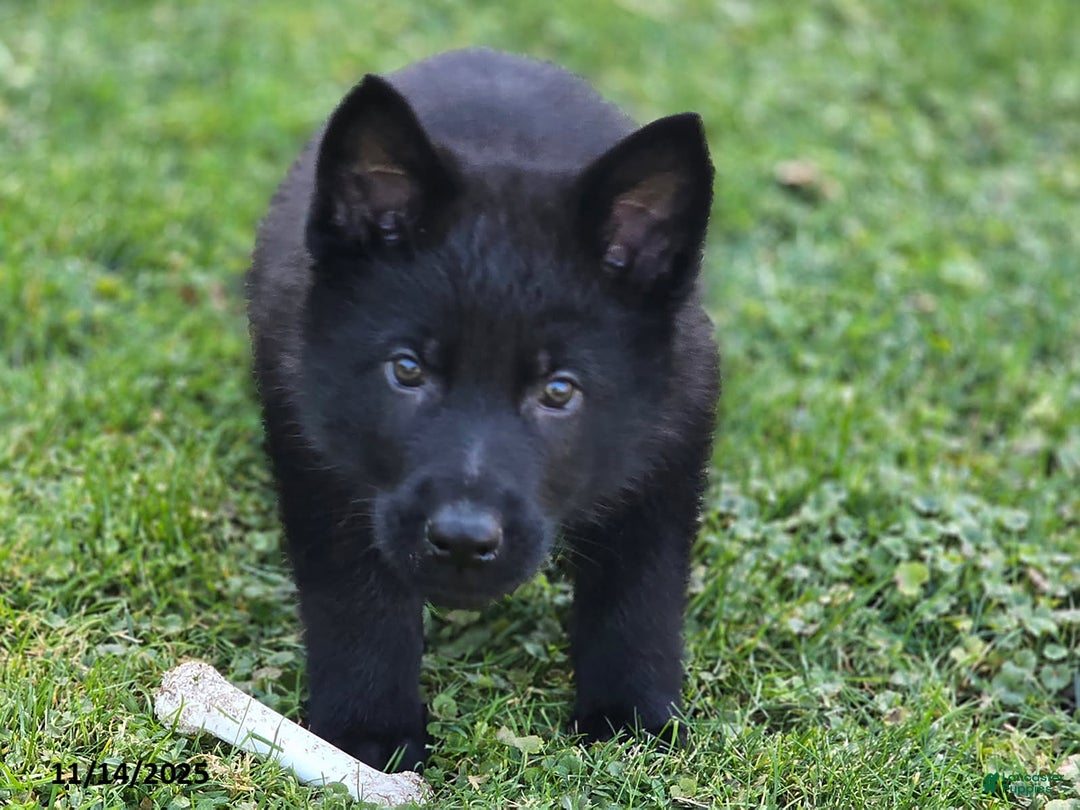 German Shepherd dogs for sale: James Bond - Ad 5