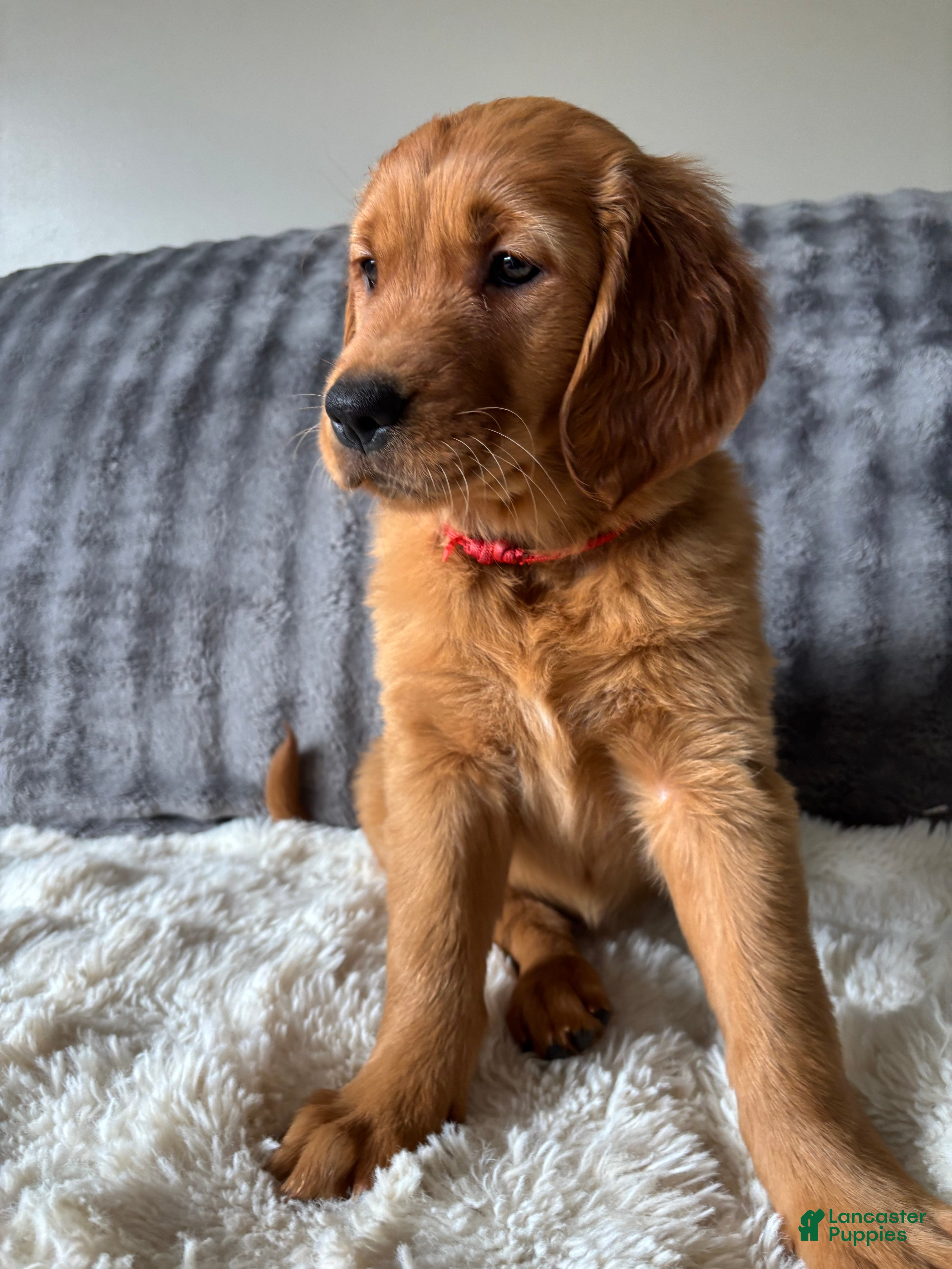 Golden Retriever dogs Golden Retriever Puppy 1 - Ad 16