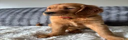 Golden Retriever dogs for sale: Golden Retriever Puppy 1 - Ad 1