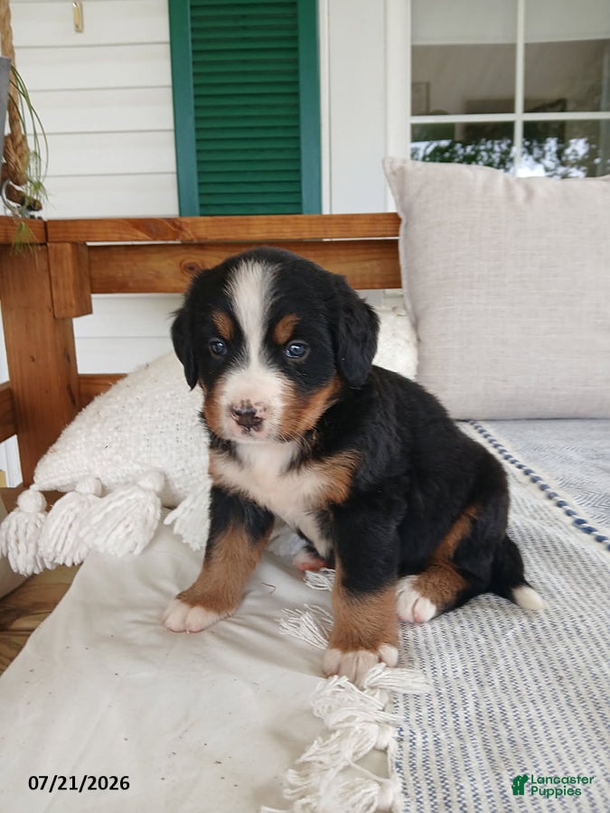 Bernese Mountain Dog dogs Avery - Ad 1