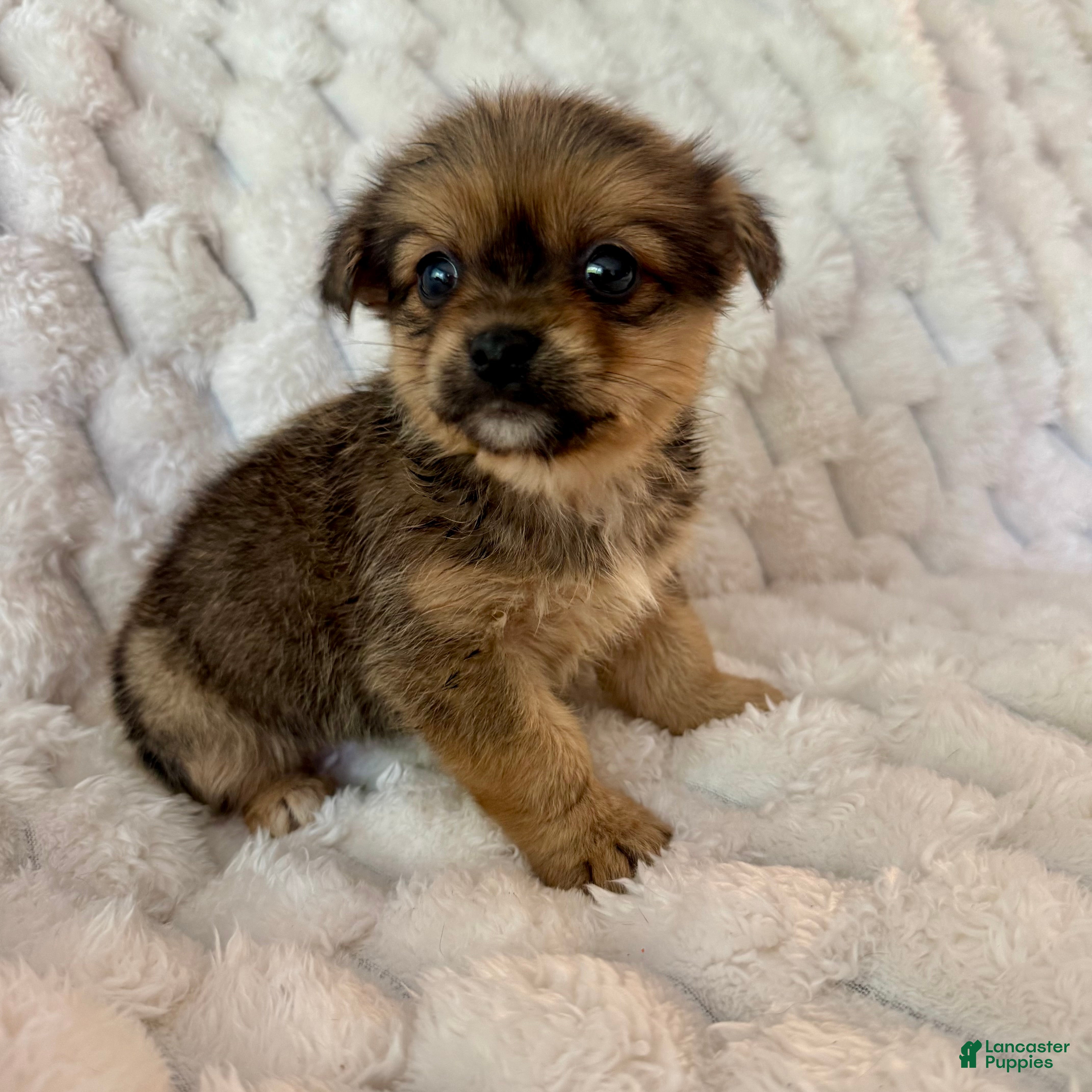 Mixed Breed dogs for sale: Timmy - Ad 2