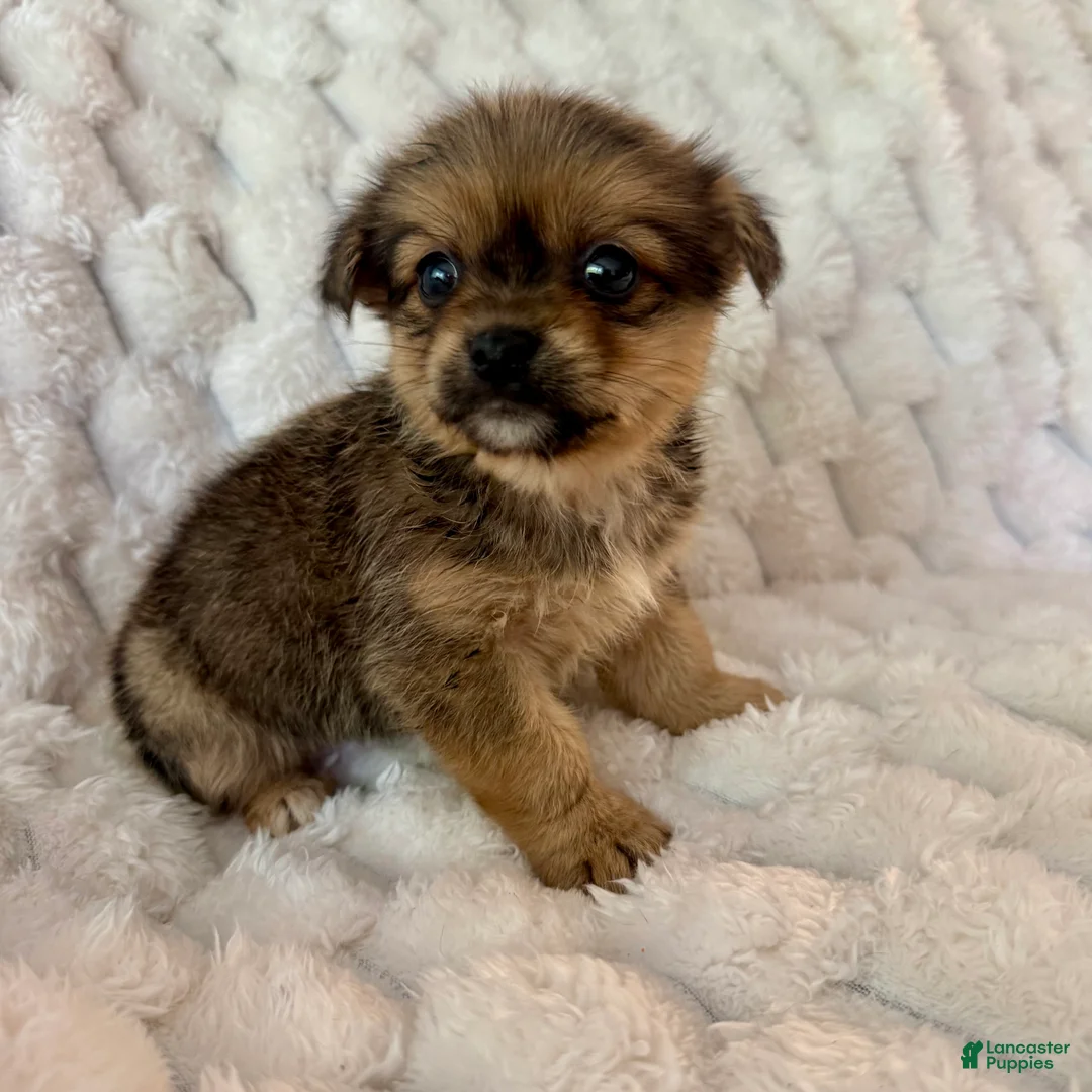 Mixed Breed dogs for sale: Timmy - Ad 1