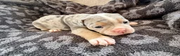 Olde English Bulldogge dogs for sale: Tri Blue Merle  - Ad 6