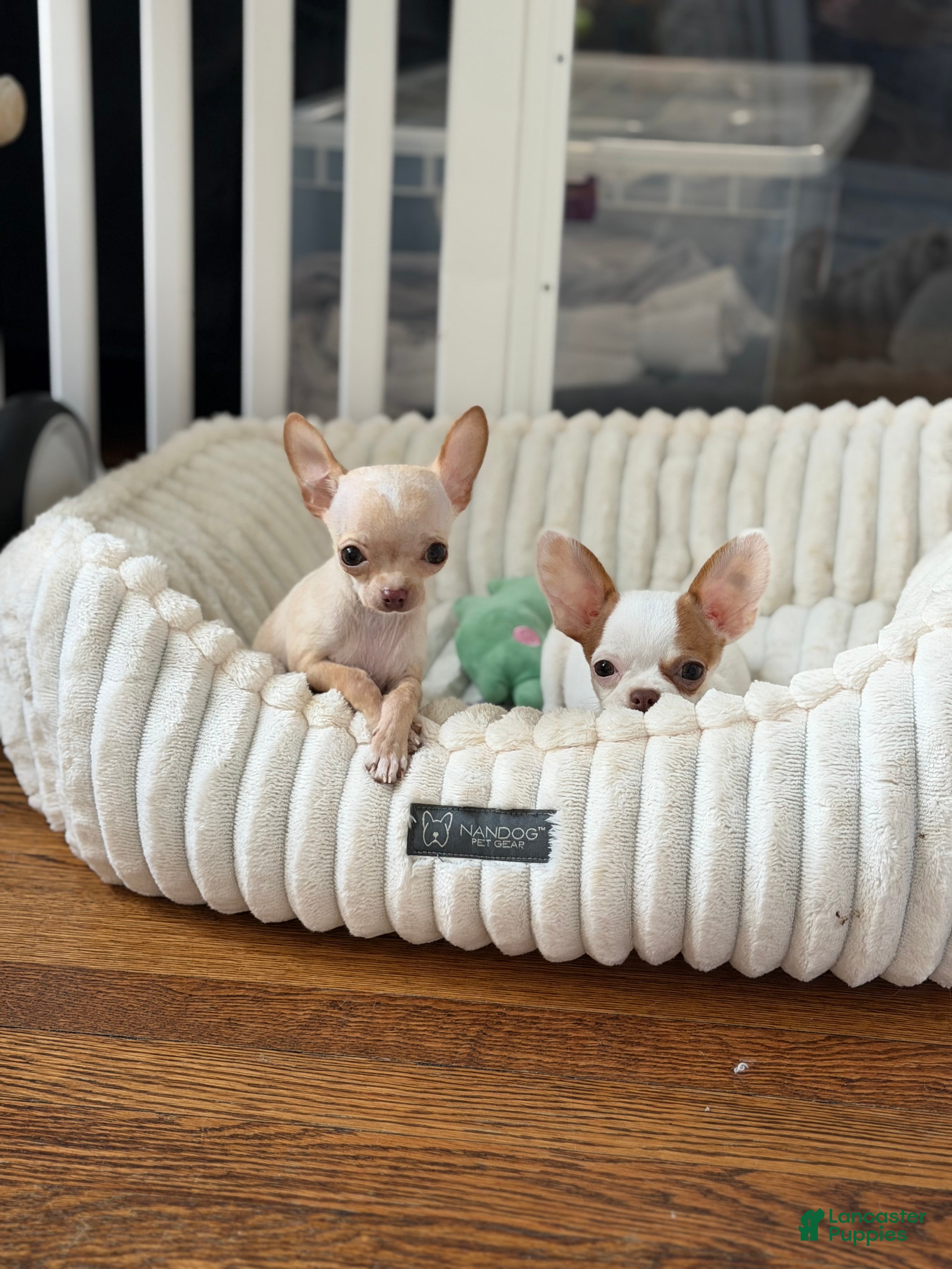 Chihuahua dogs ✨CKC Saint✨ - Ad 2