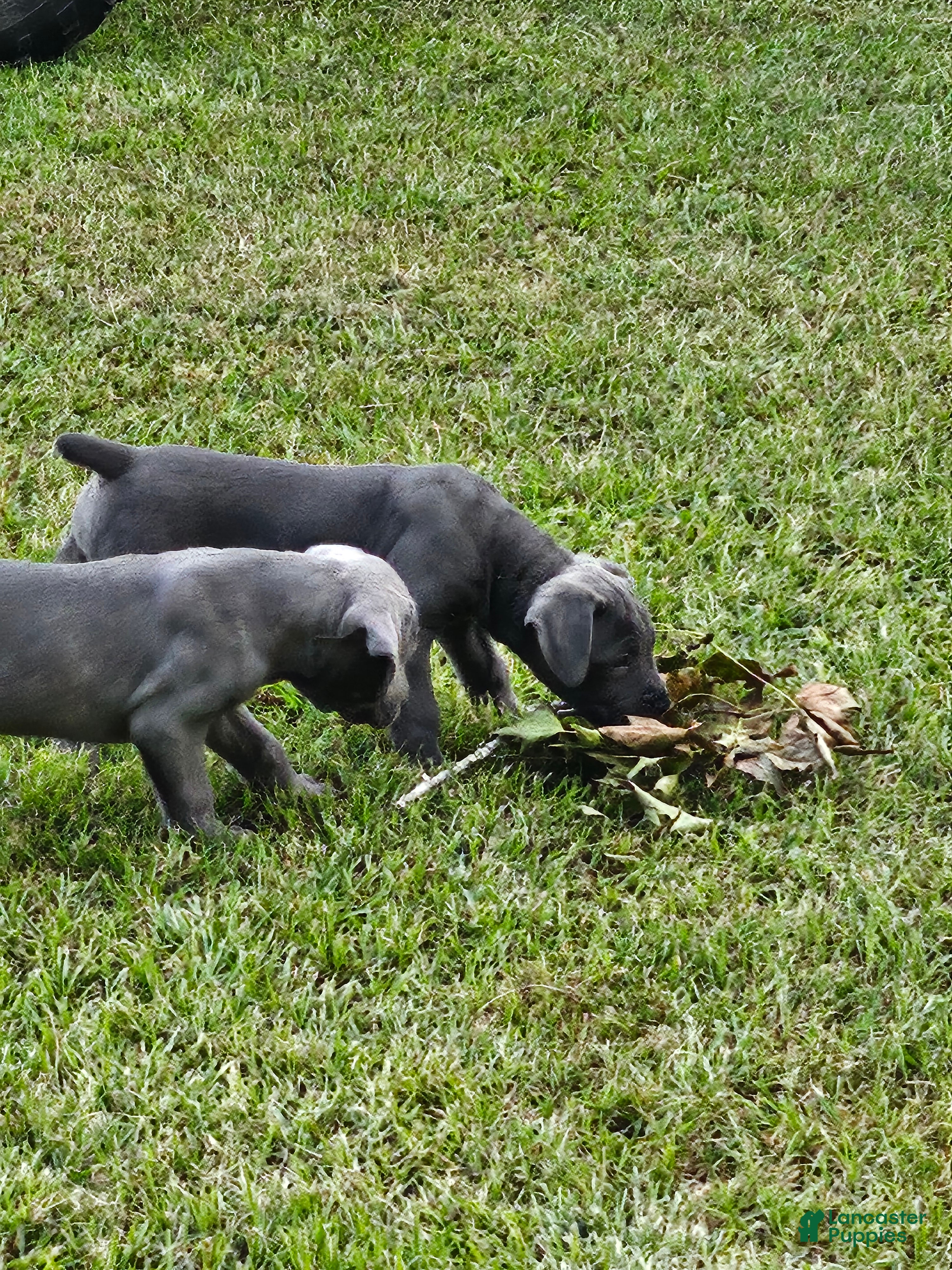 Cane Corso dogs Cane Corso 2 - Ad 32