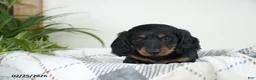 Miniature Dachshund dogs for sale: Coffee - Ad 3