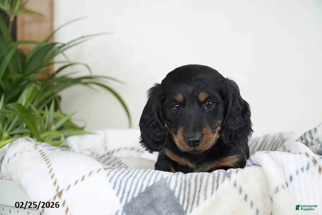 Miniature Dachshund dogs for sale: Coffee - Ad 3