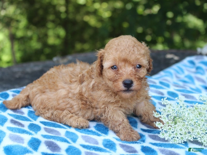 Miniature Poodle dogs Selesta - Ad 2