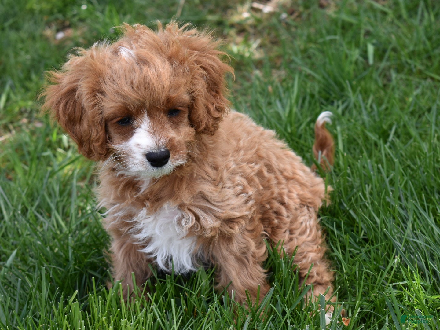 Cavapoo dogs Sophie  - Ad 1