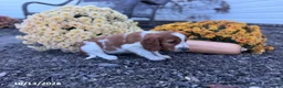Welsh Springer Spaniel dogs for sale: Lori - Ad 9