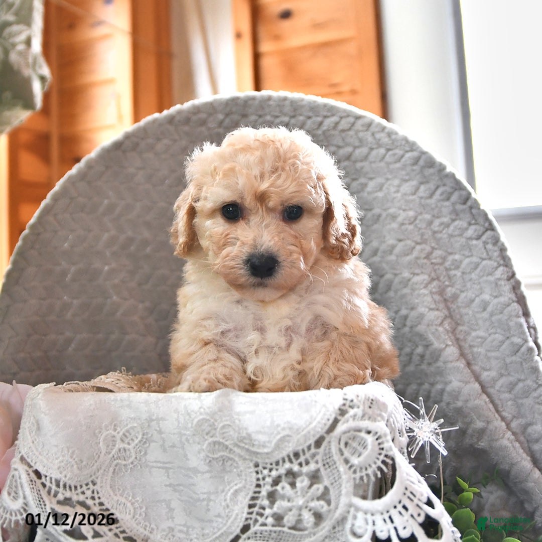 Cavachon dogs for sale: Miles - Ad 1