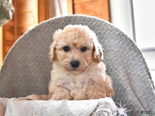 Cavachon dogs Miles - Ad 2