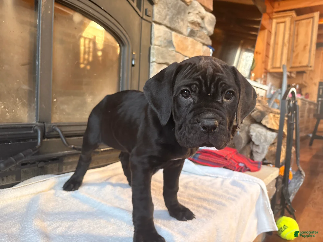 Cane Corso dogs for sale: Yellow girl - Ad 4
