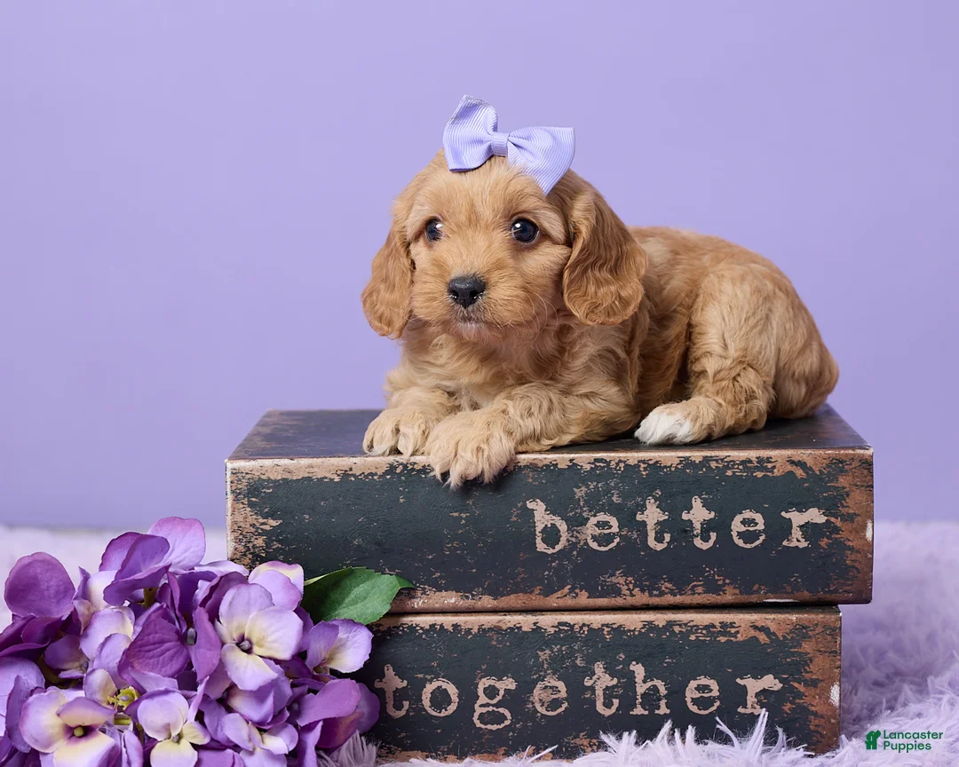Cavapoo dogs for sale: Ashley - Ad 1