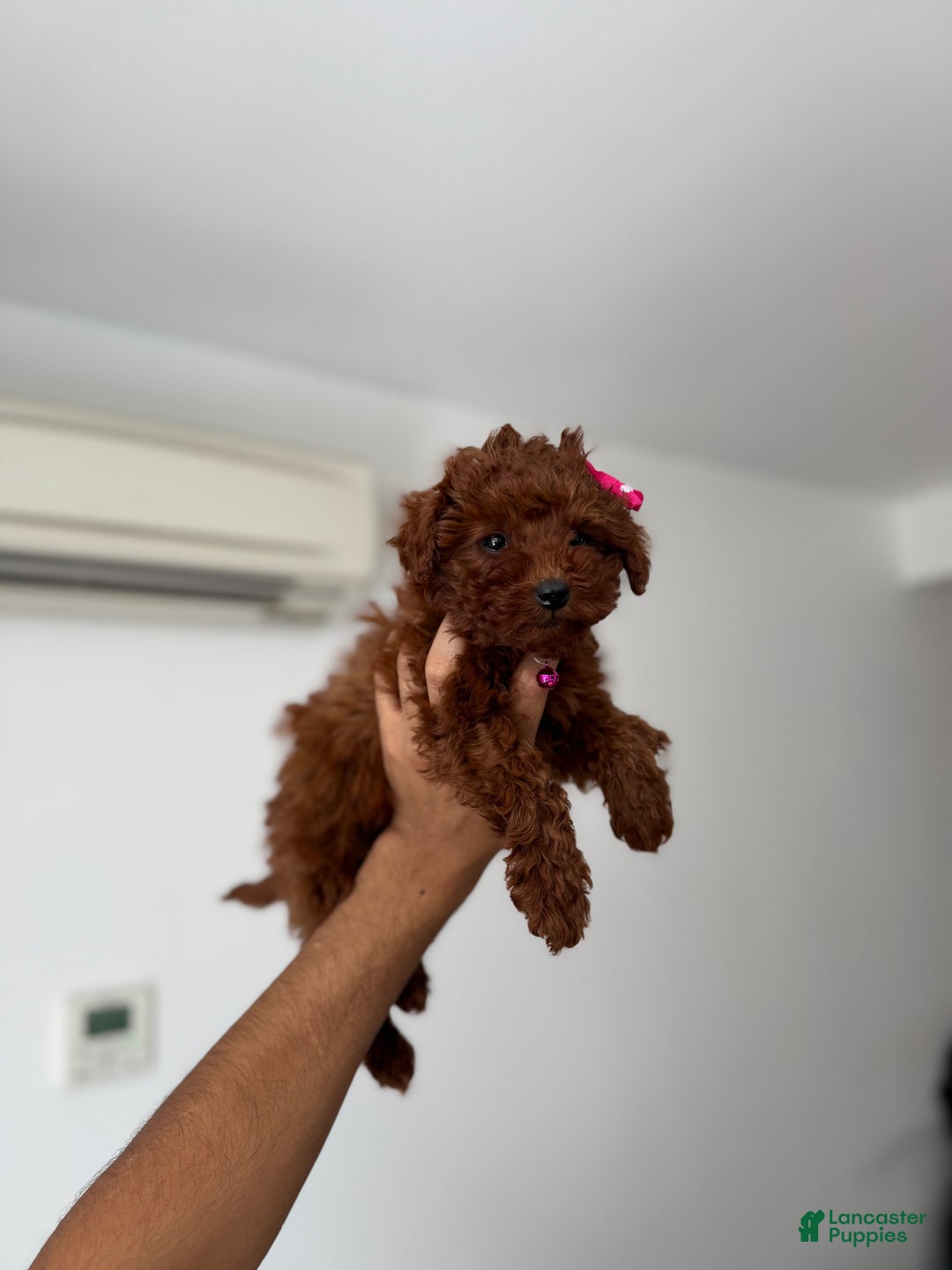Toy Poodle dogs for sale: Tiffany - Ad 5