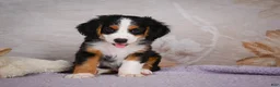 Mini Bernedoodle dogs for sale: Ben - Ad 8