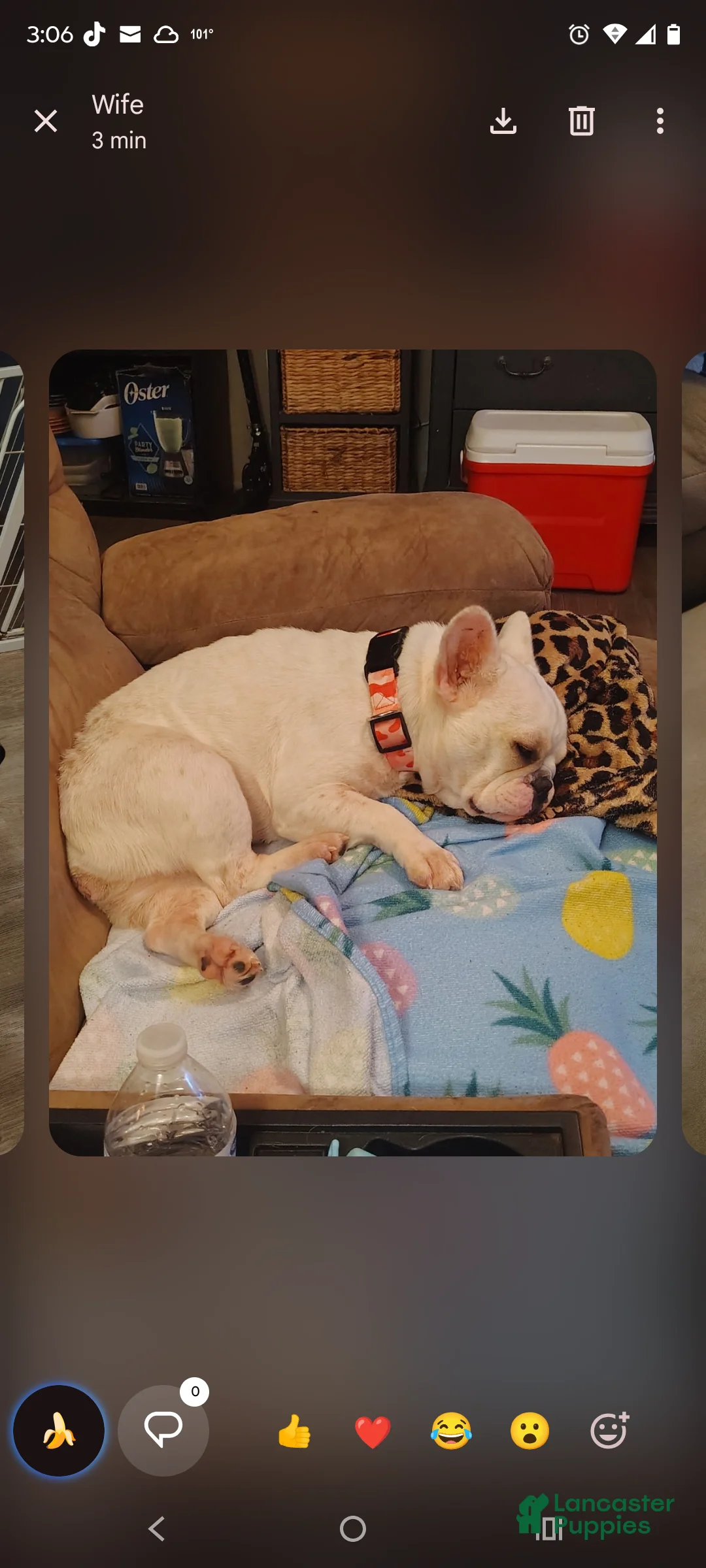 French Bulldog dogs for sale: French Bulldog 1 - Ad 9