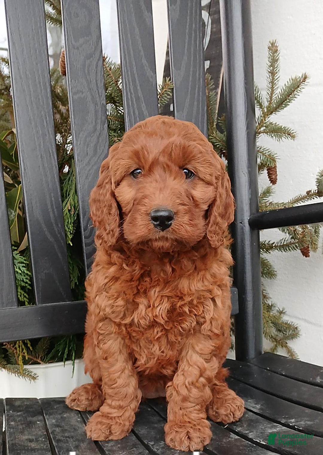 Gallery Image {{count}}