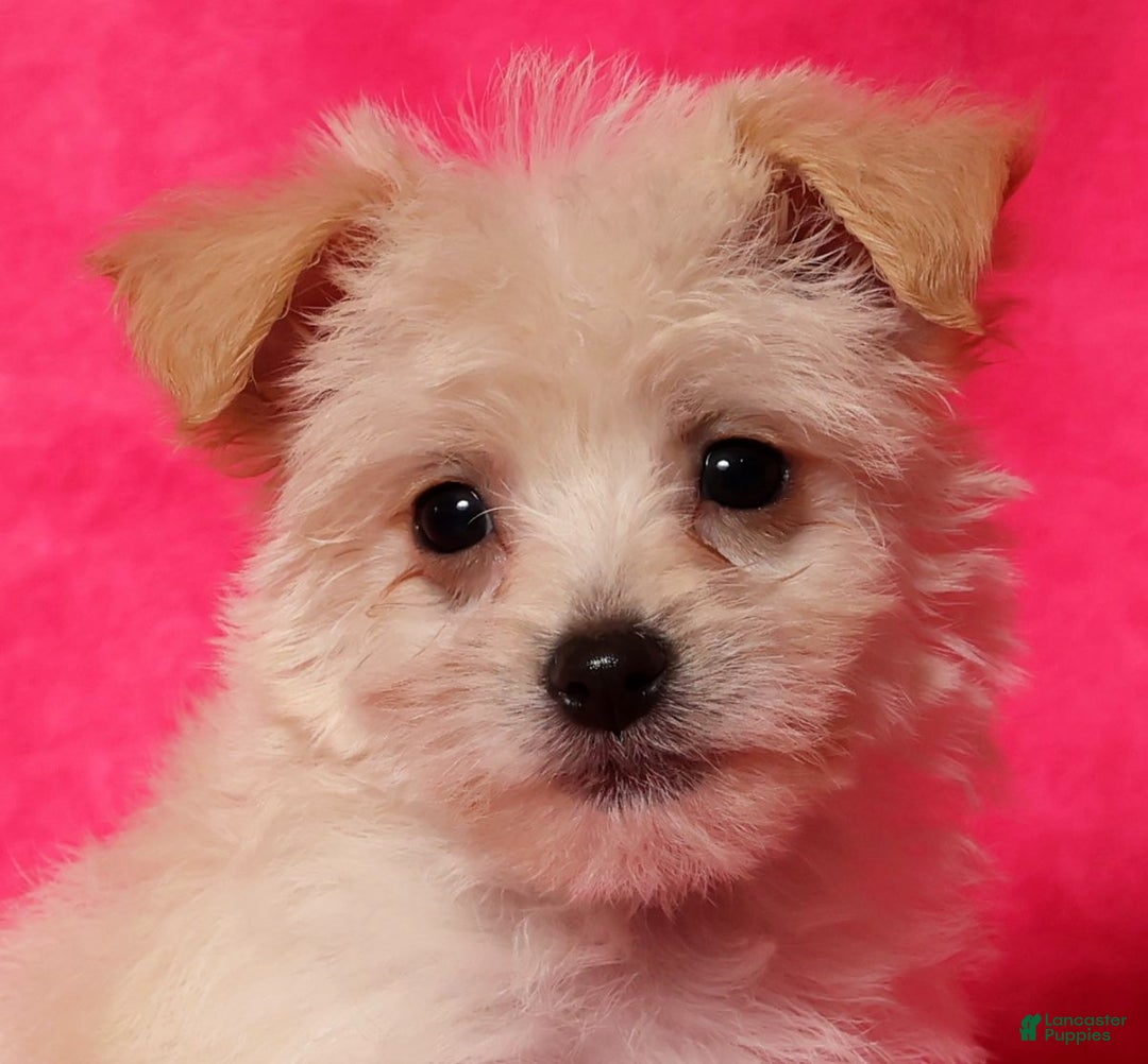 Yochon dogs for sale: Allie - Ad 9