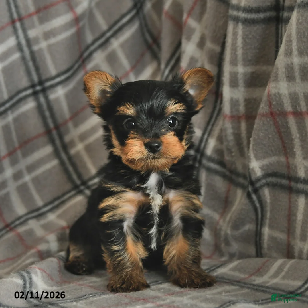Yorkshire Terrier dogs for sale: Ulysses  - Ad 4