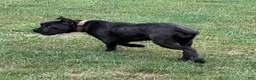 Cane Corso dogs for sale: Destiny - Ad 6