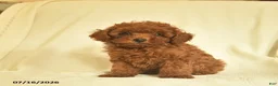 Toy Poodle dogs for sale: Leo  - Ad 3