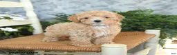 Maltipoo dogs for sale: Huckleberry - Ad 3