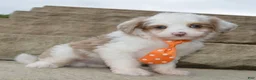 Mini Aussiedoodle dogs for sale: Mini Ace - Ad 4