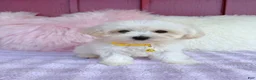Maltipoo dogs for sale: 💛 Fluffy 💛 - Ad 5