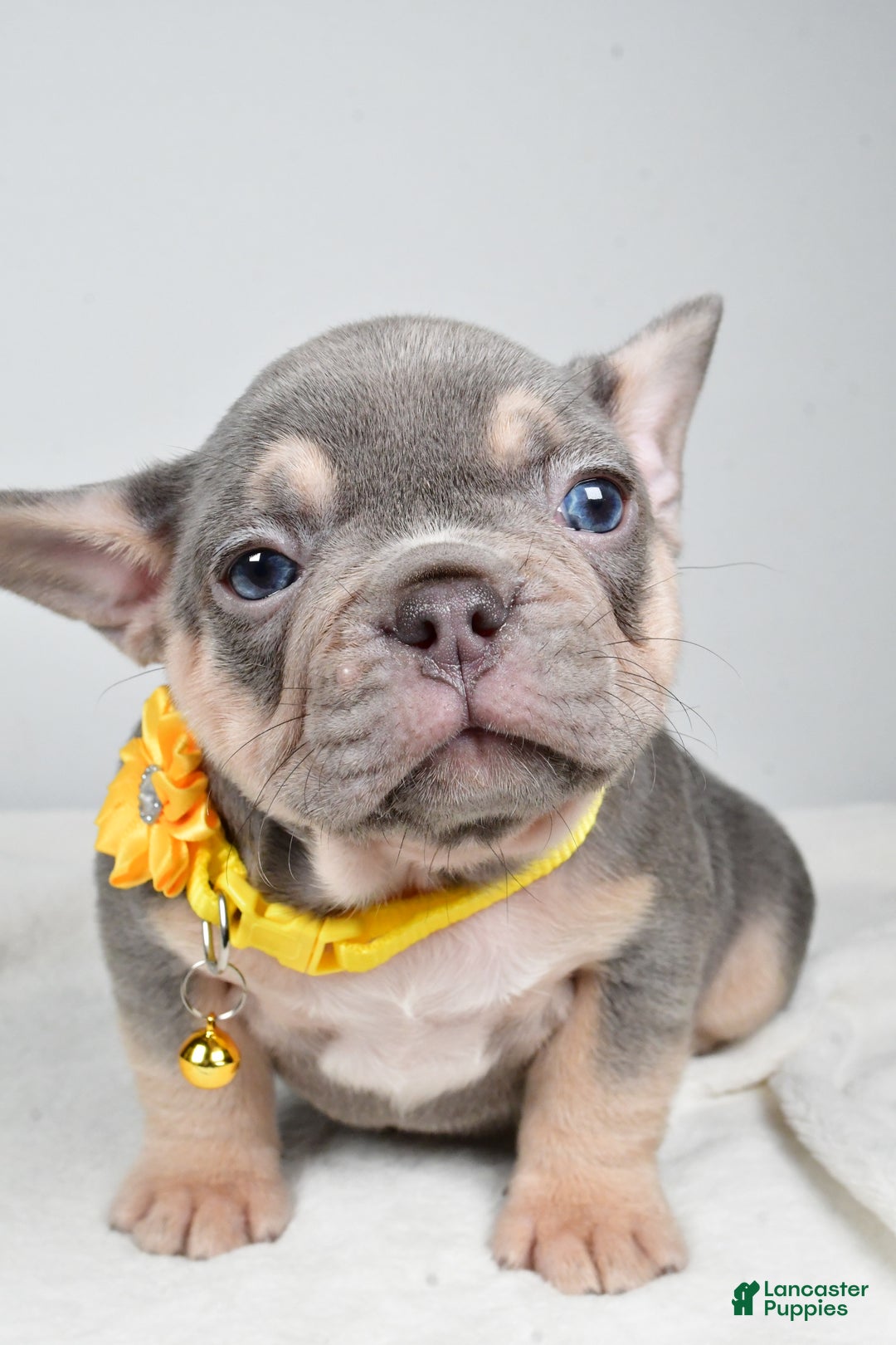French Bulldog dogs for sale: Wendy - Ad 11
