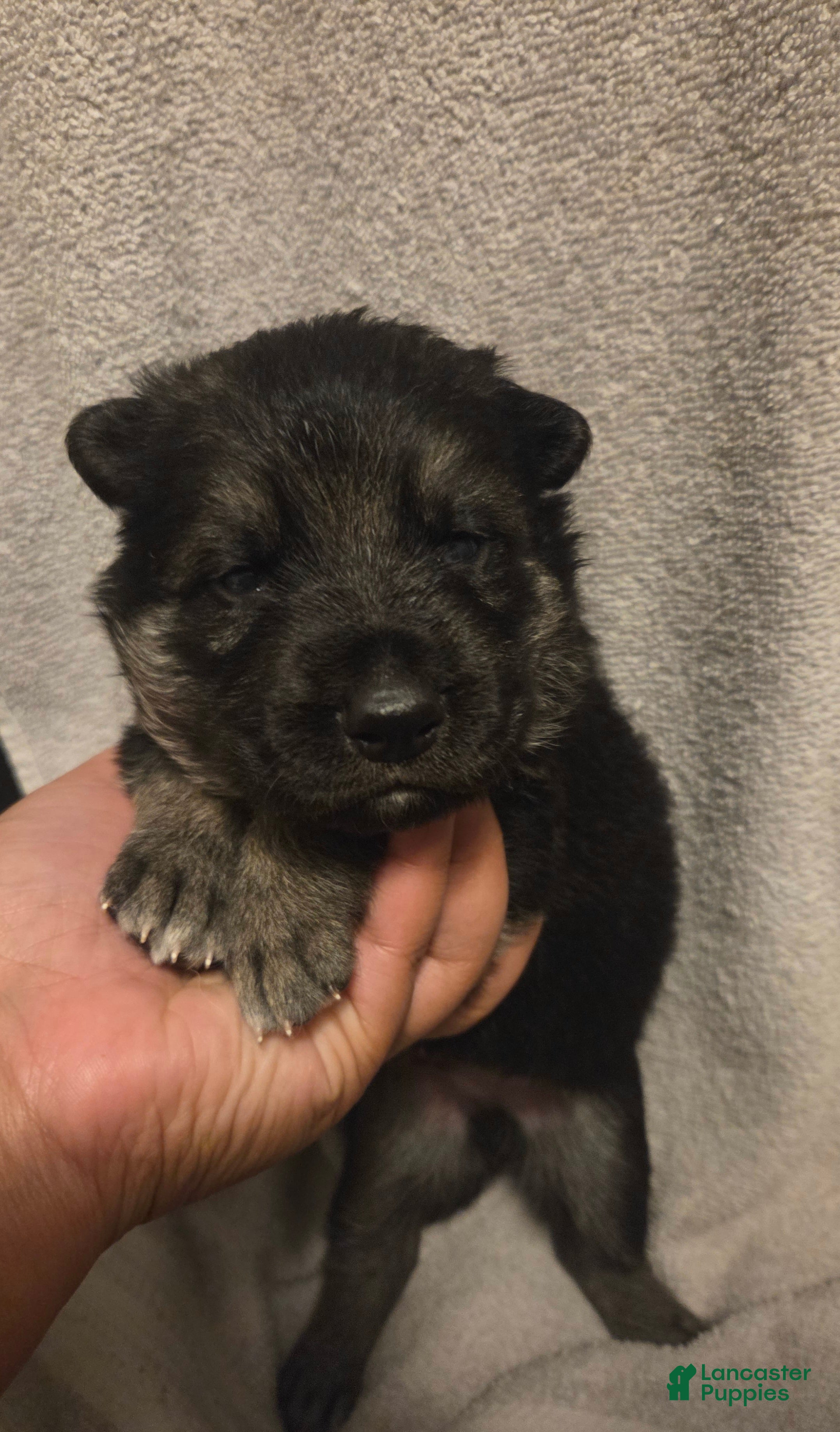 German Shepherd dogs Asher - Ad 1
