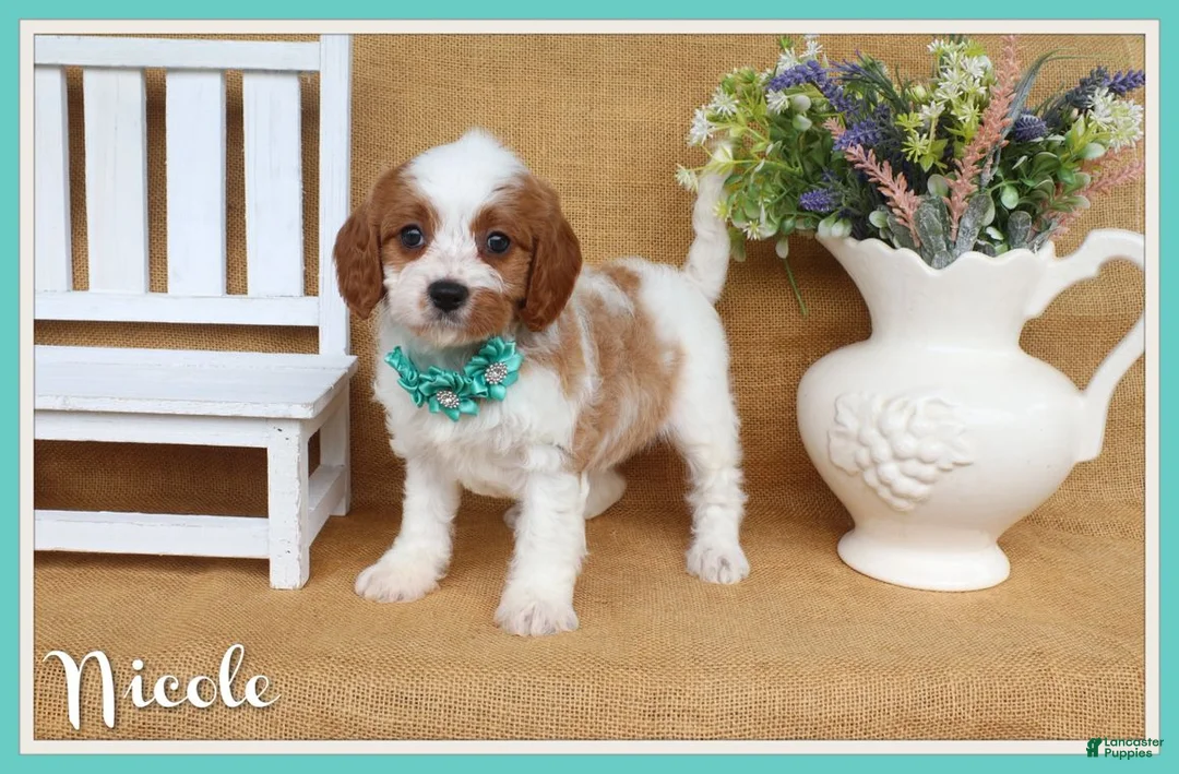 Cavapoo dogs for sale: Nicole - Ad 1