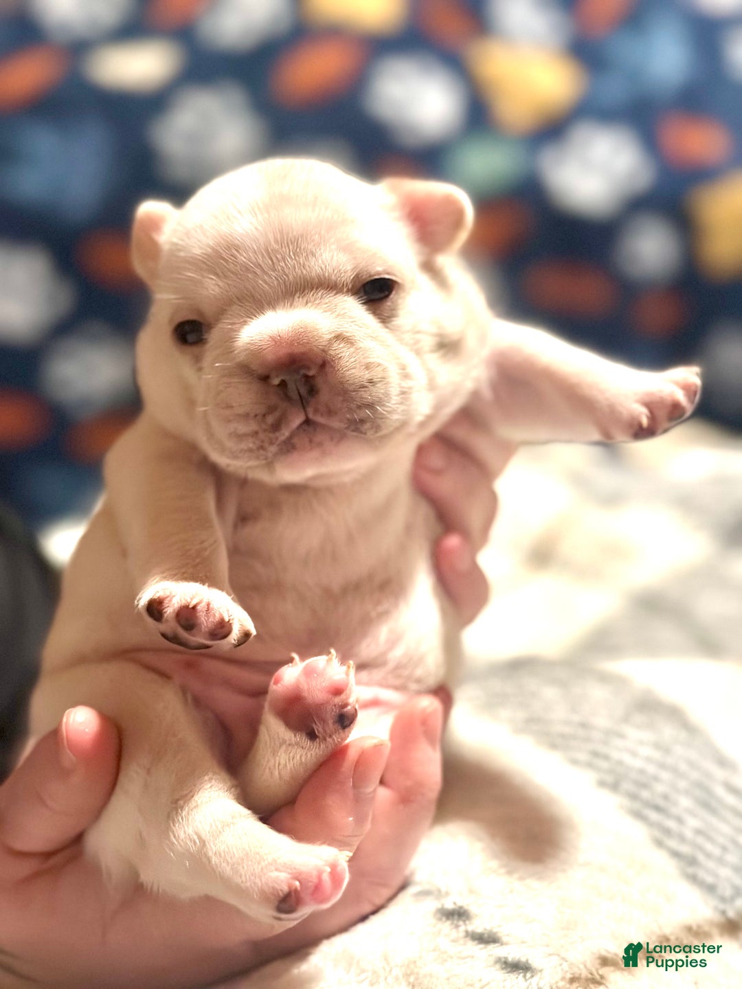 French Bulldog dogs for sale: French Bulldog Puppy 1 - Ad 3