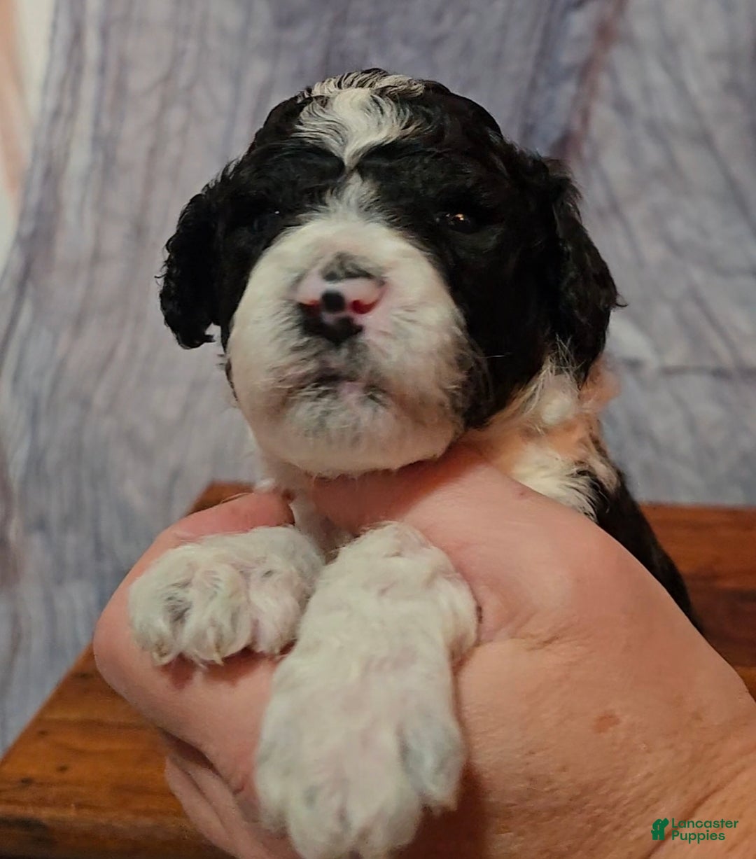 Mixed Breed dogs for sale: Asher - Ad 7