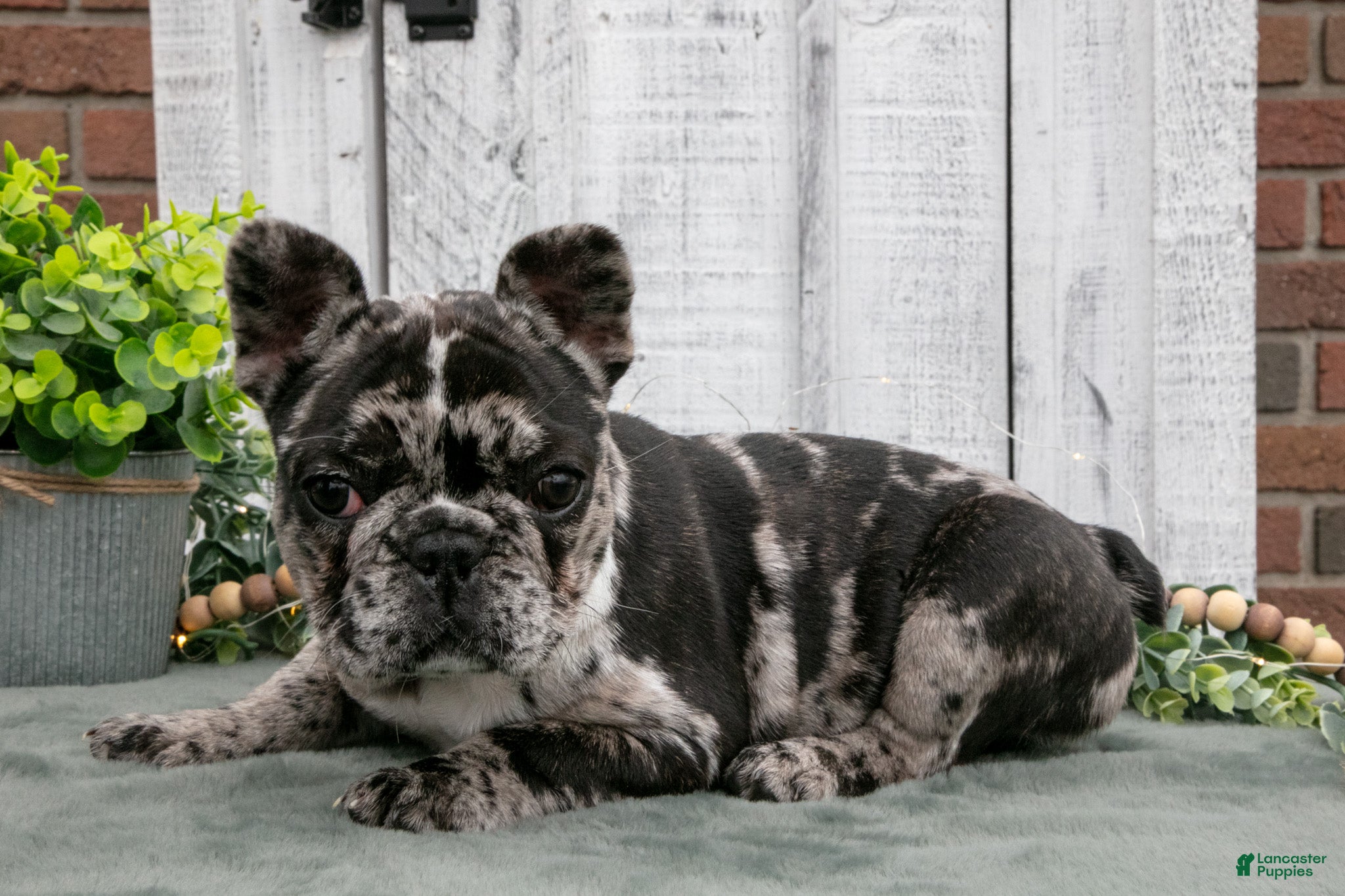 French Bulldog dogs Maple - Ad 2