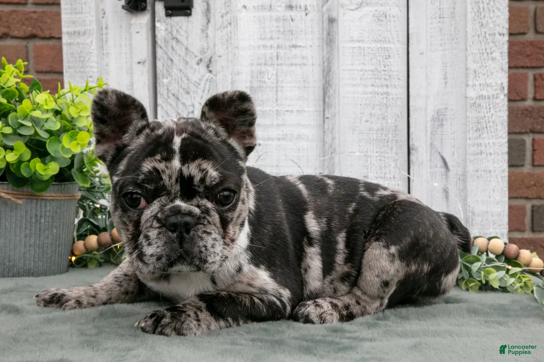 French Bulldog dogs for sale: Maple - Ad 2