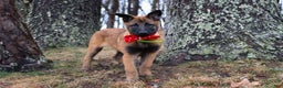 Belgian Malinois dogs for sale: Aria - Ad 8