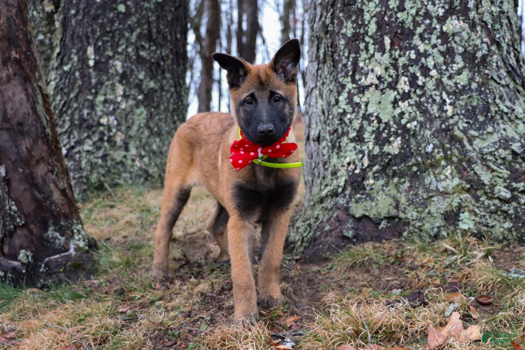Belgian Malinois dogs for sale: Aria - Ad 8