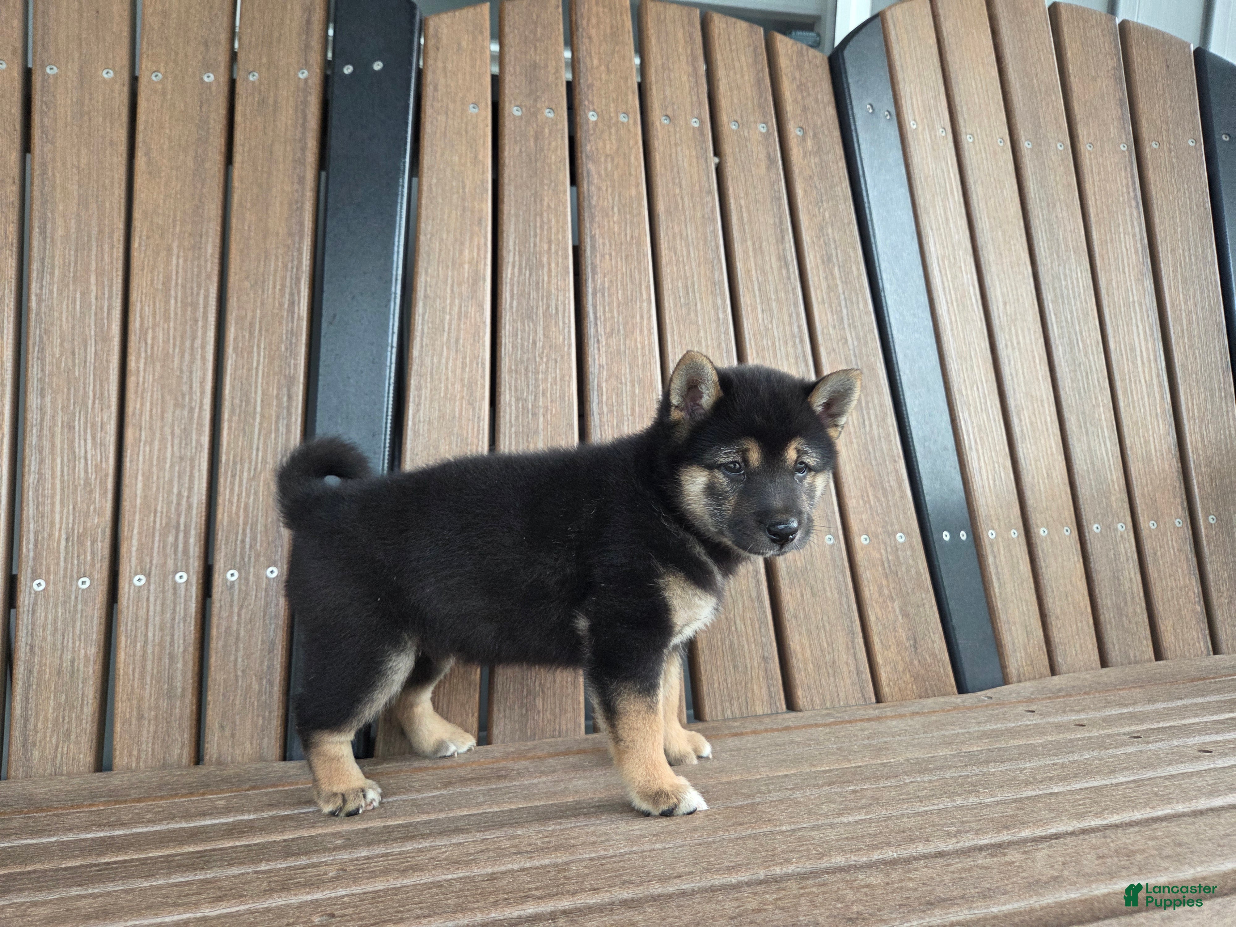 Shiba Inu dogs Bella - Ad 2