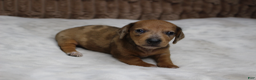 Miniature Dachshund dogs for sale: Luna  - Ad 3
