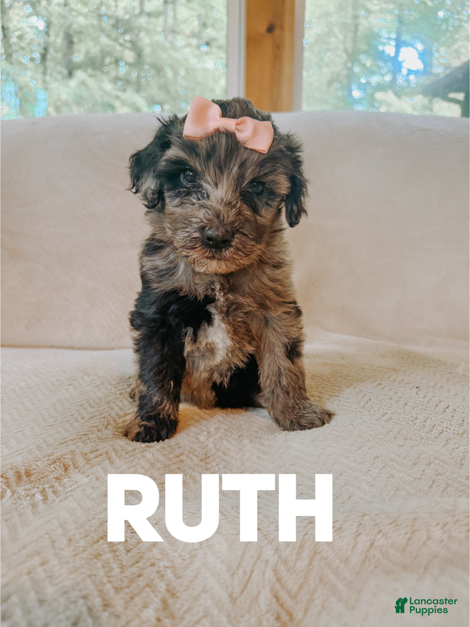 Goldendoodle dogs Ruth - Ad 34