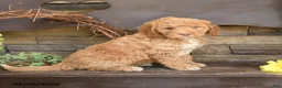 Mini Goldendoodle dogs for sale: Maple   - Ad 2