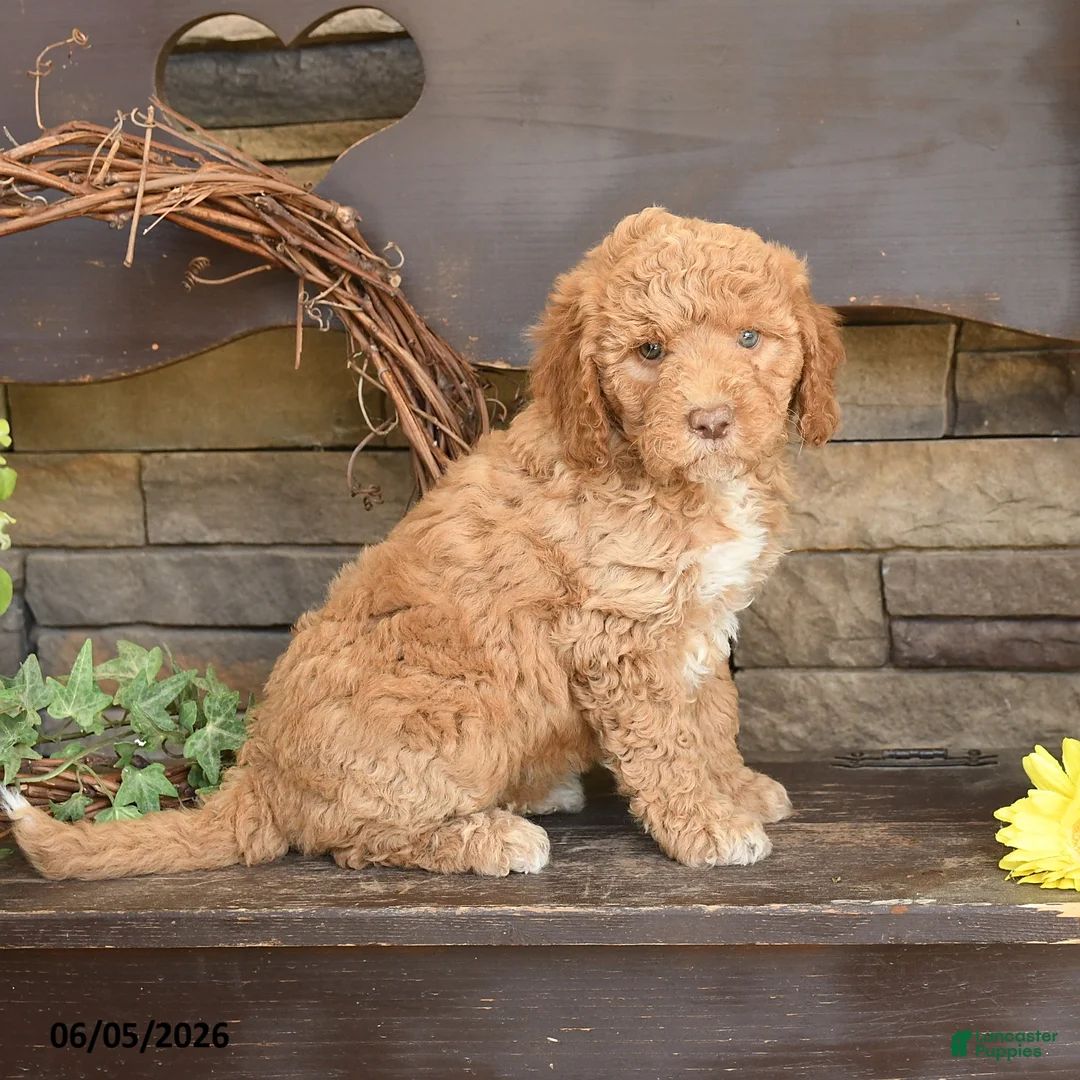 Mini Goldendoodle dogs for sale: Maple   - Ad 2