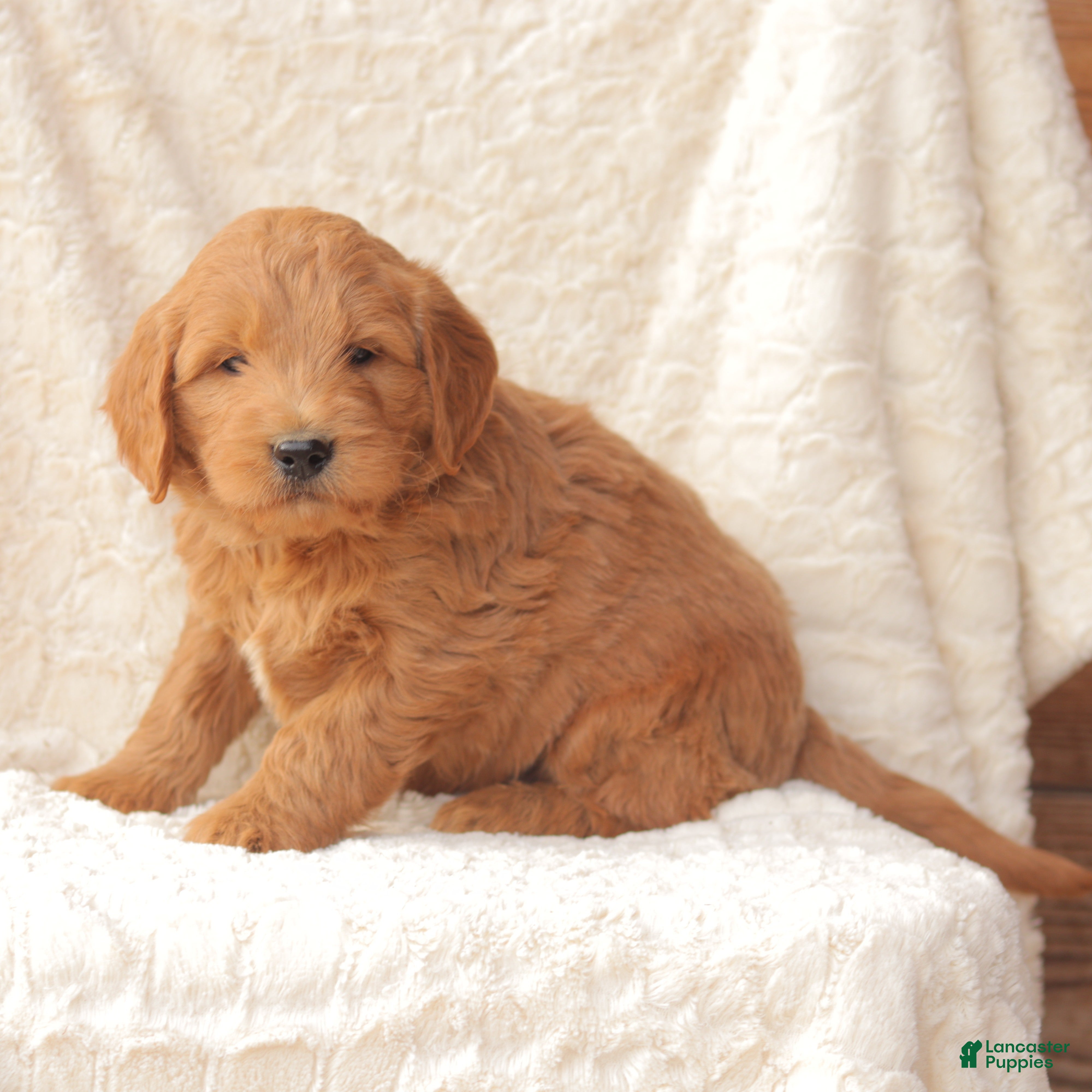 Mini Goldendoodle dogs Copper - Ad 32