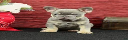 French Bulldog dogs for sale: Benji - Ad 5
