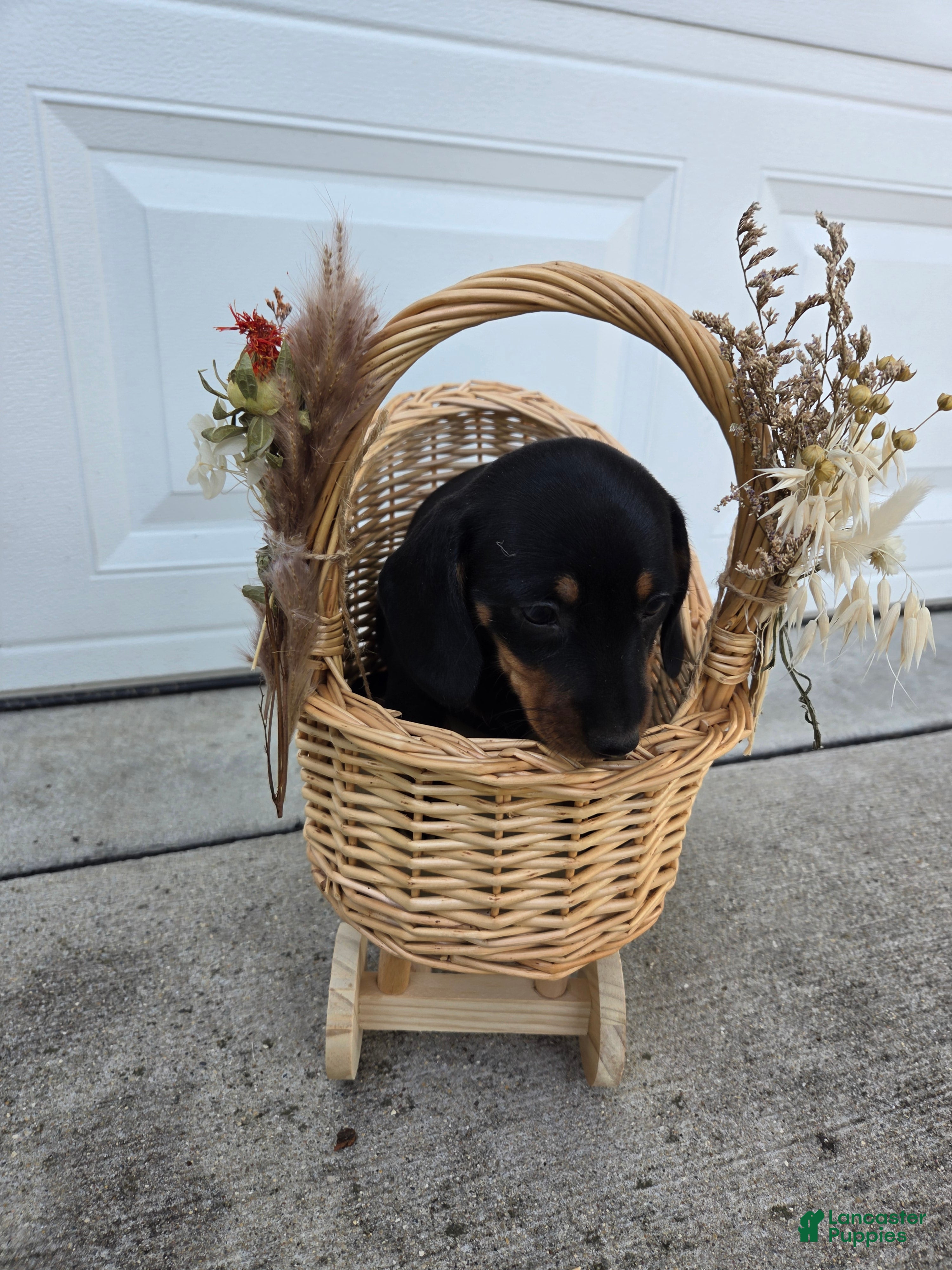 Dachshund dogs Poppy - Ad 1