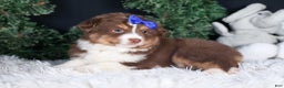 Miniature Australian Shepherd dogs for sale: SPIKE - Ad 6